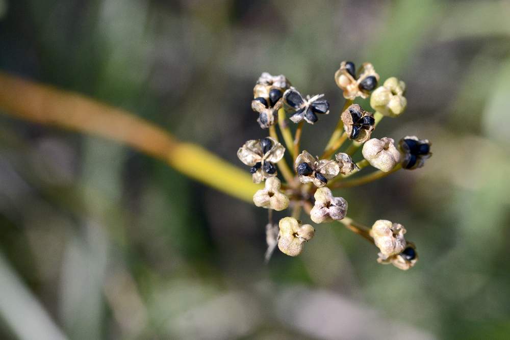 Allium lusitanicum / Aglio montano